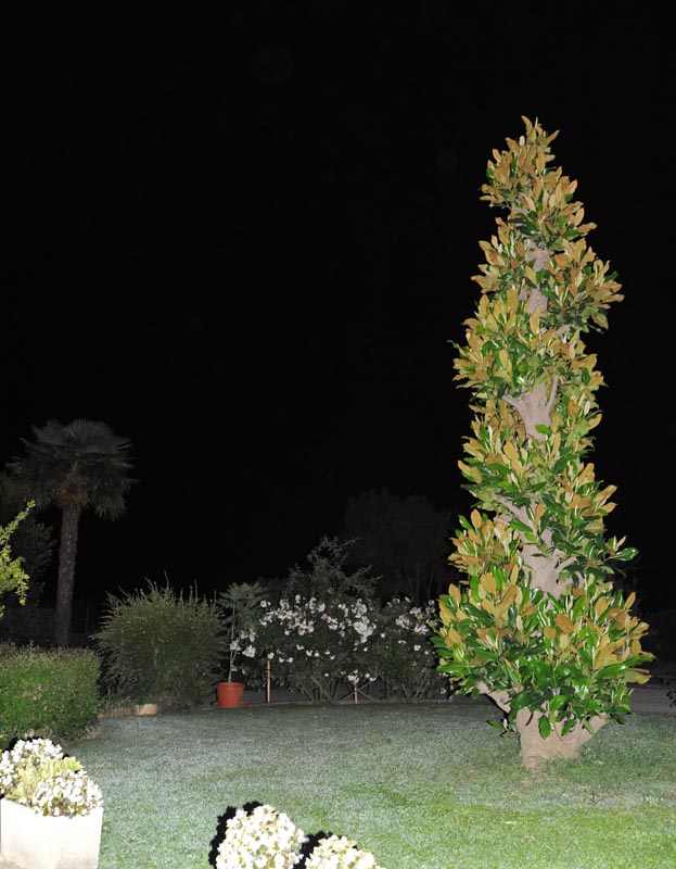 DSC_9995A