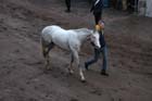 DSC_4558