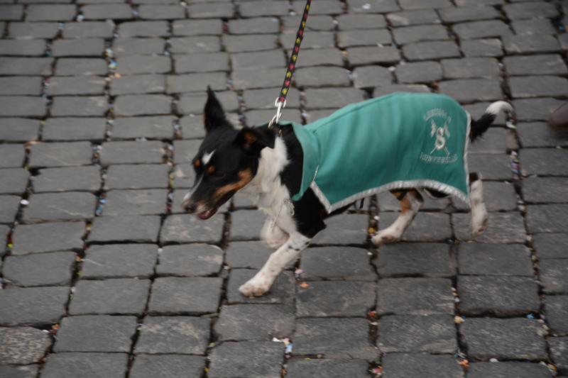 DSC_8005
